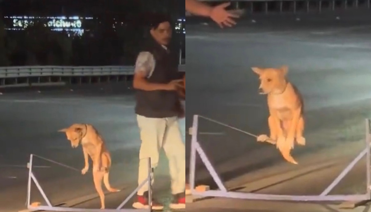 ¿Realidad o IA? ?? Captan a Perrito Acróbata ‘Chambeando’ con Equilibrio Asombroso en Semáforo de Monterrey
